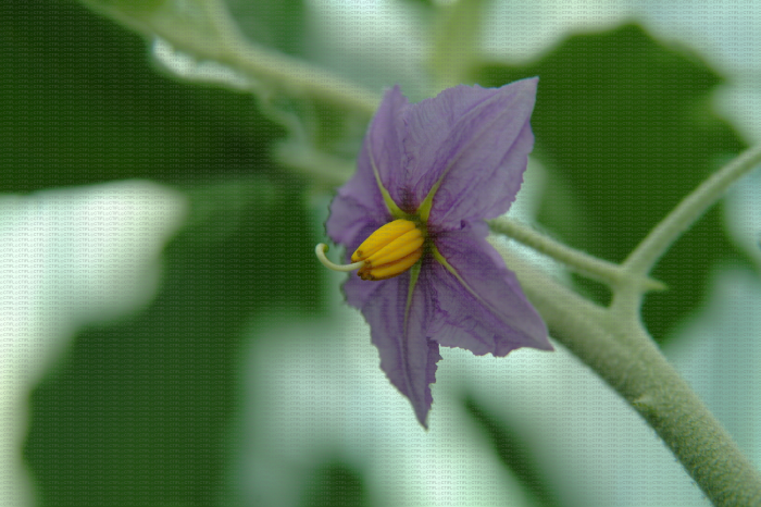 Solanum incanum groupe C, fleur